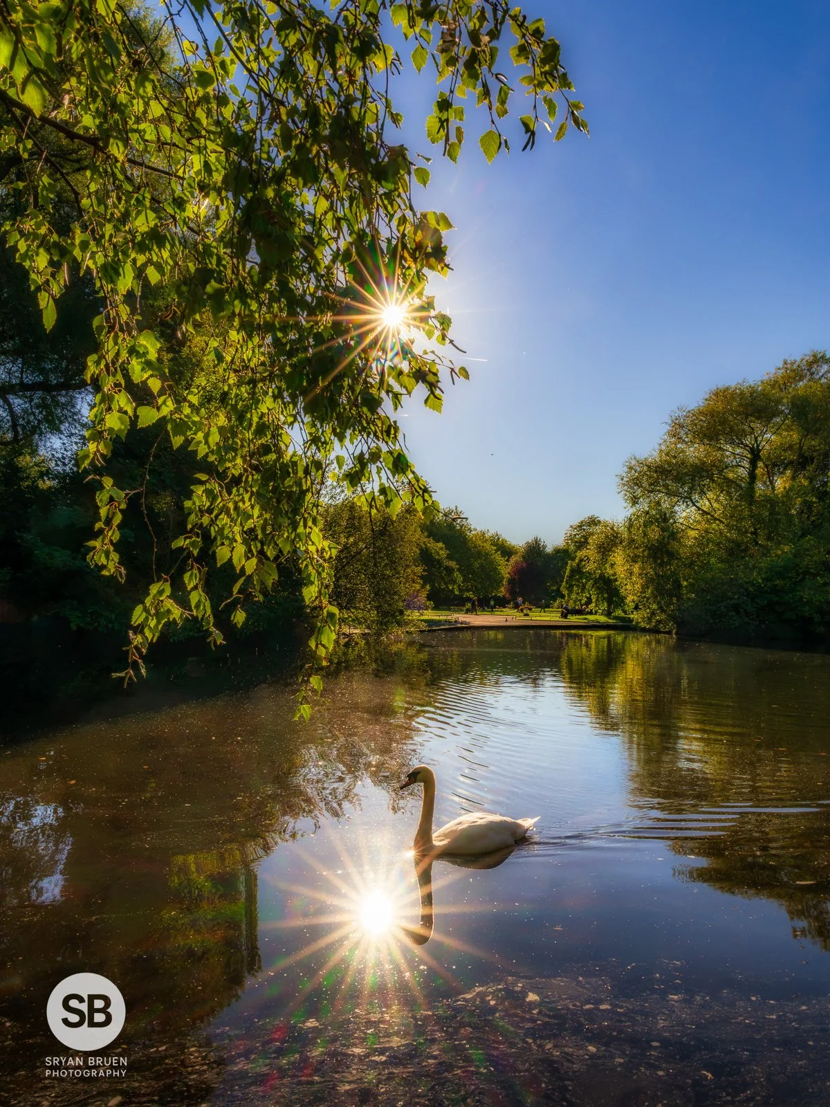 2026-10-12 St Stephen's Green swan sunstar.jpg