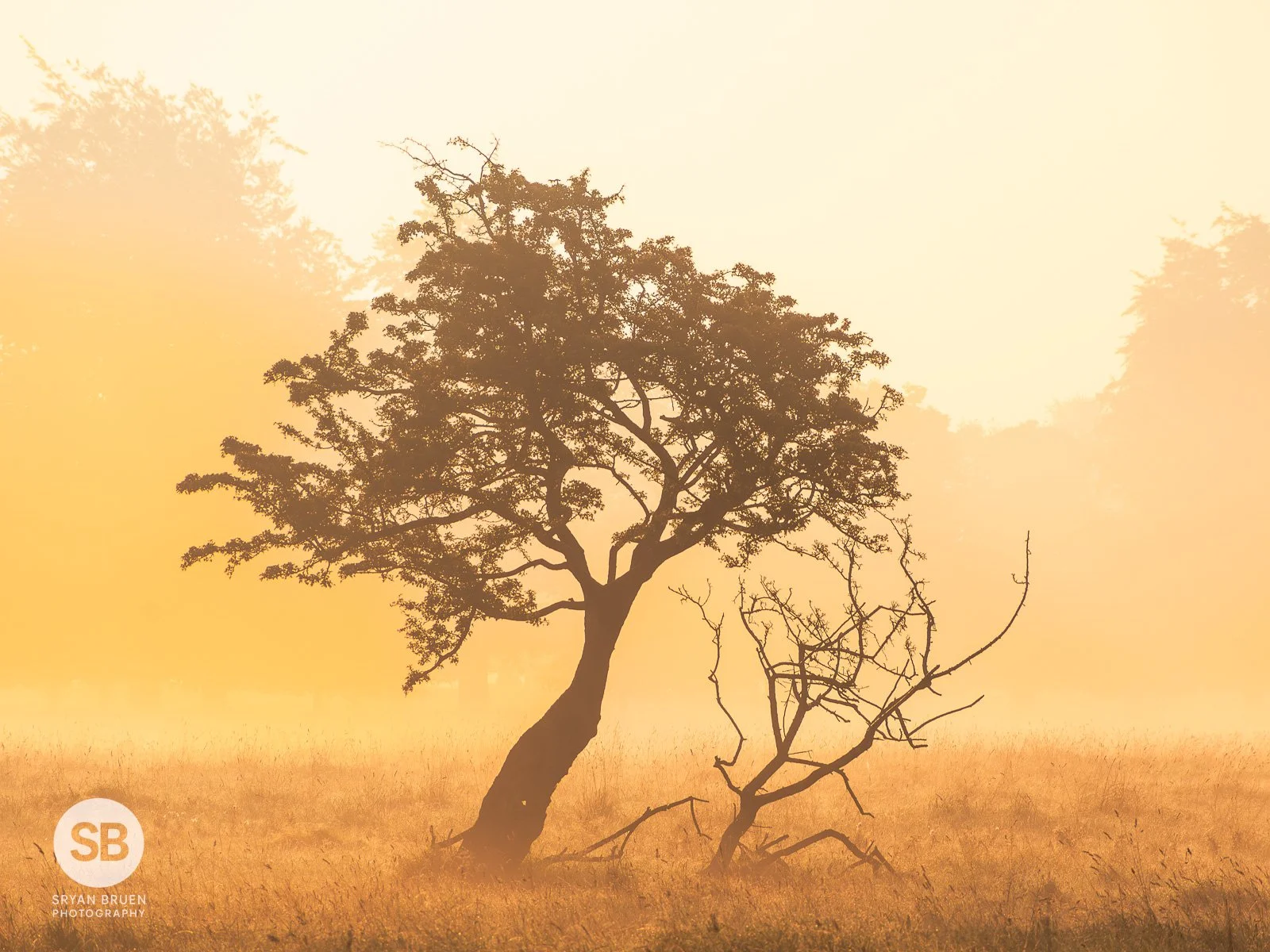 2023-09-08 Phoenix Park misty tree 8 September 2023.jpg