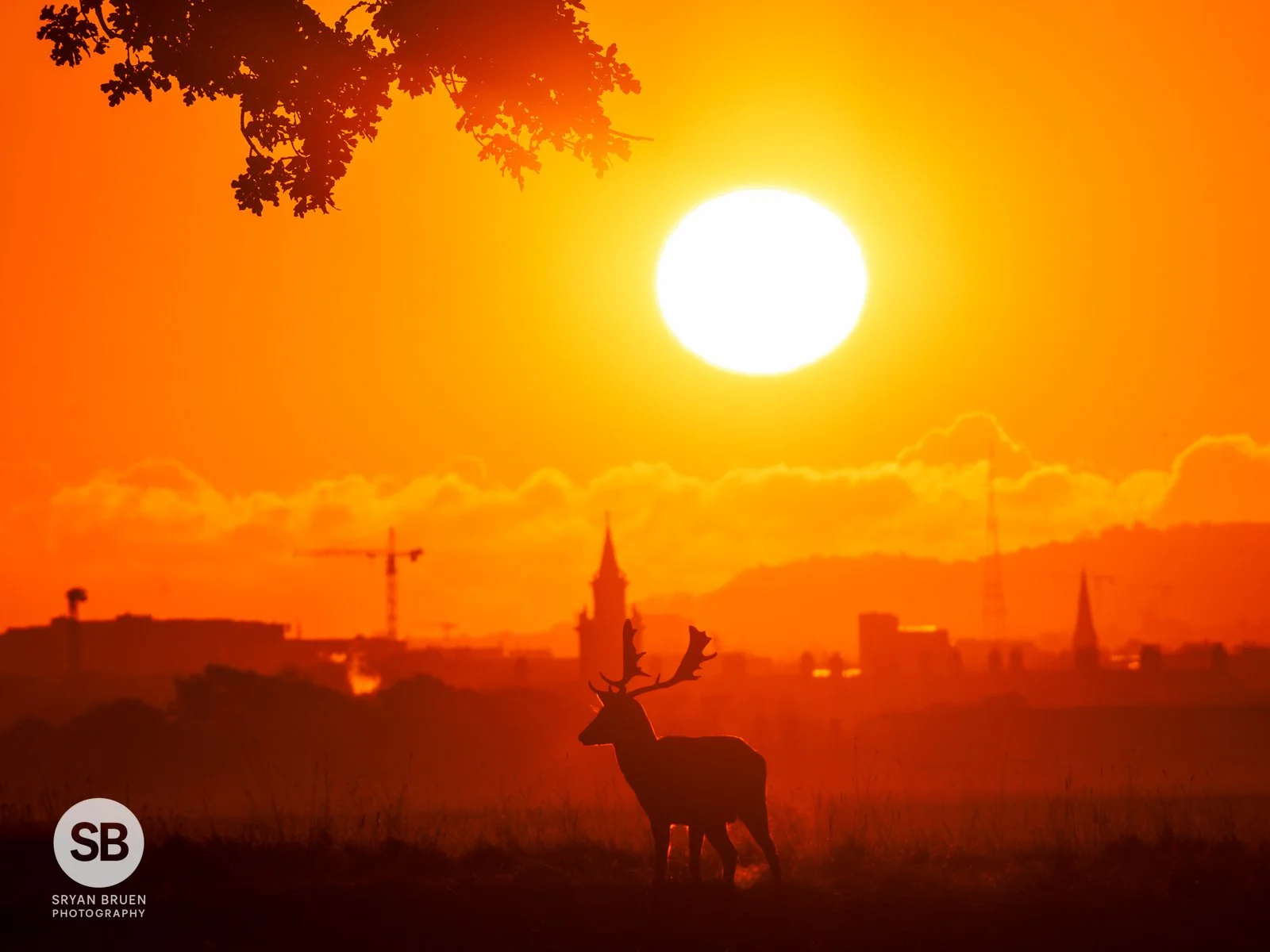 2023-11-11 Phoenix Park sunrise deer 3 11 November 2023.jpg