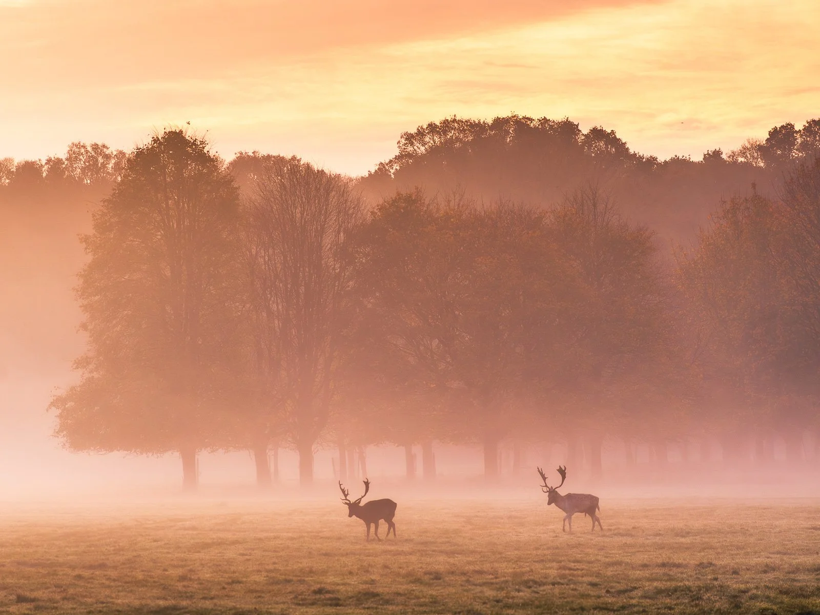 Phoenix Park Misty Deer