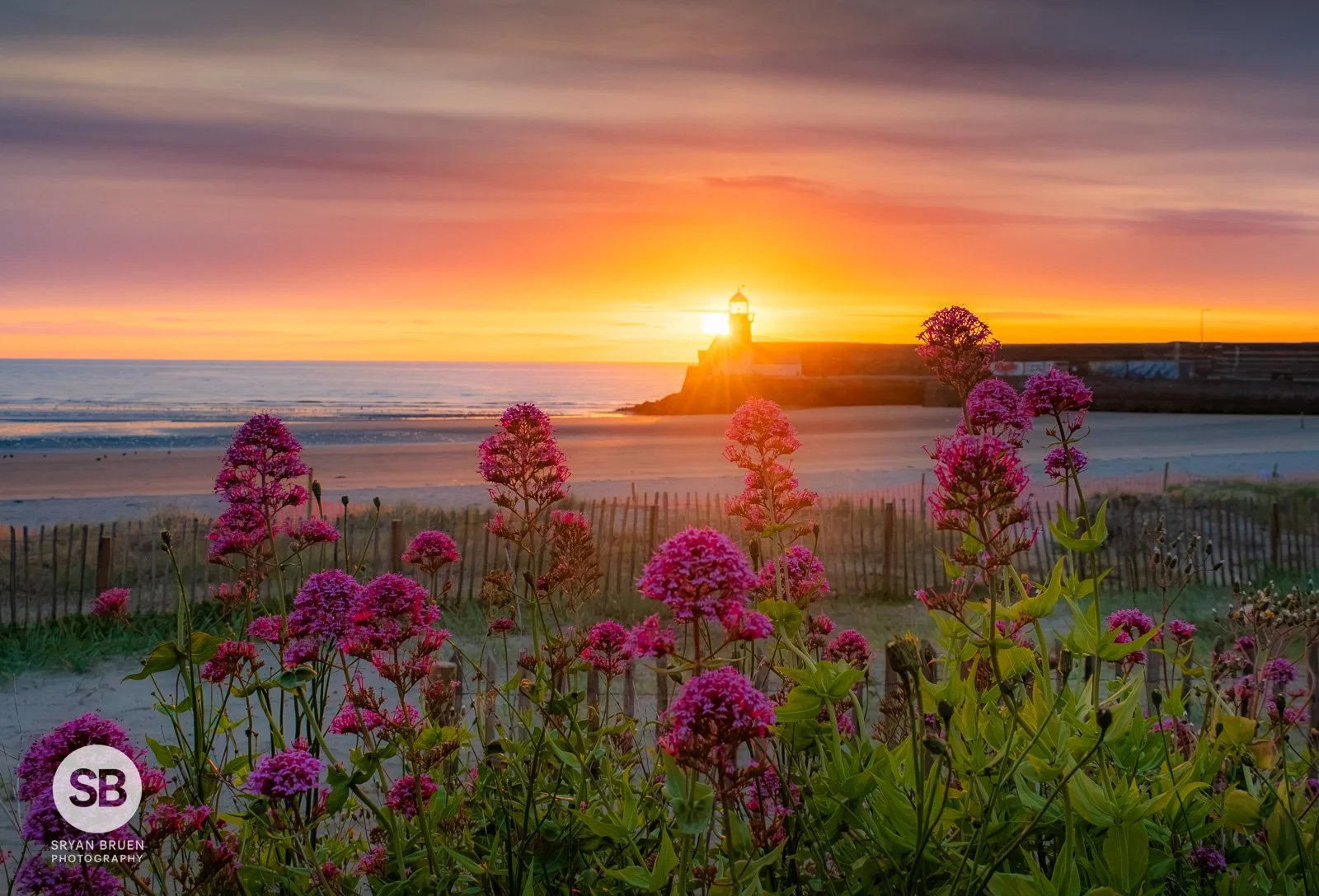 2026-06-14 Balbriggan flora sunrise.jpg