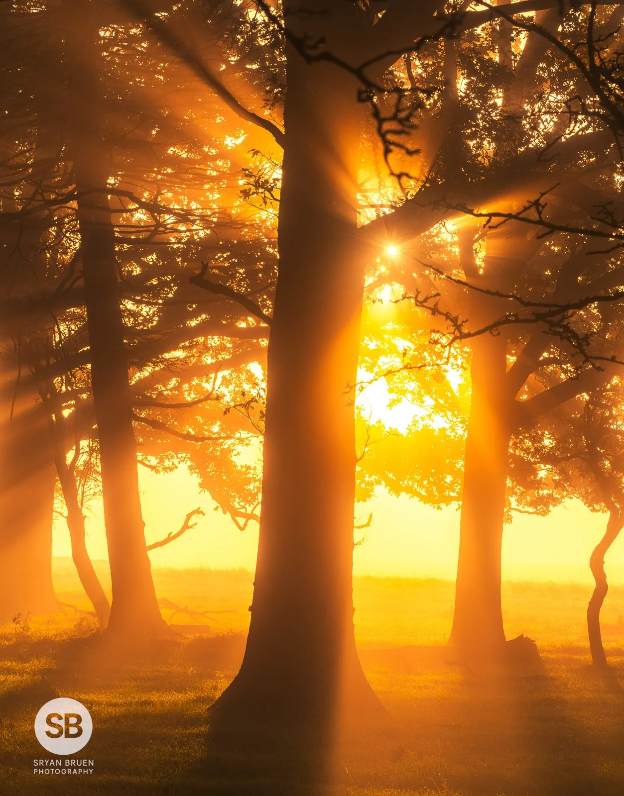 2023-11-11 Phoenix Park komorebi 11 November 2023.jpg