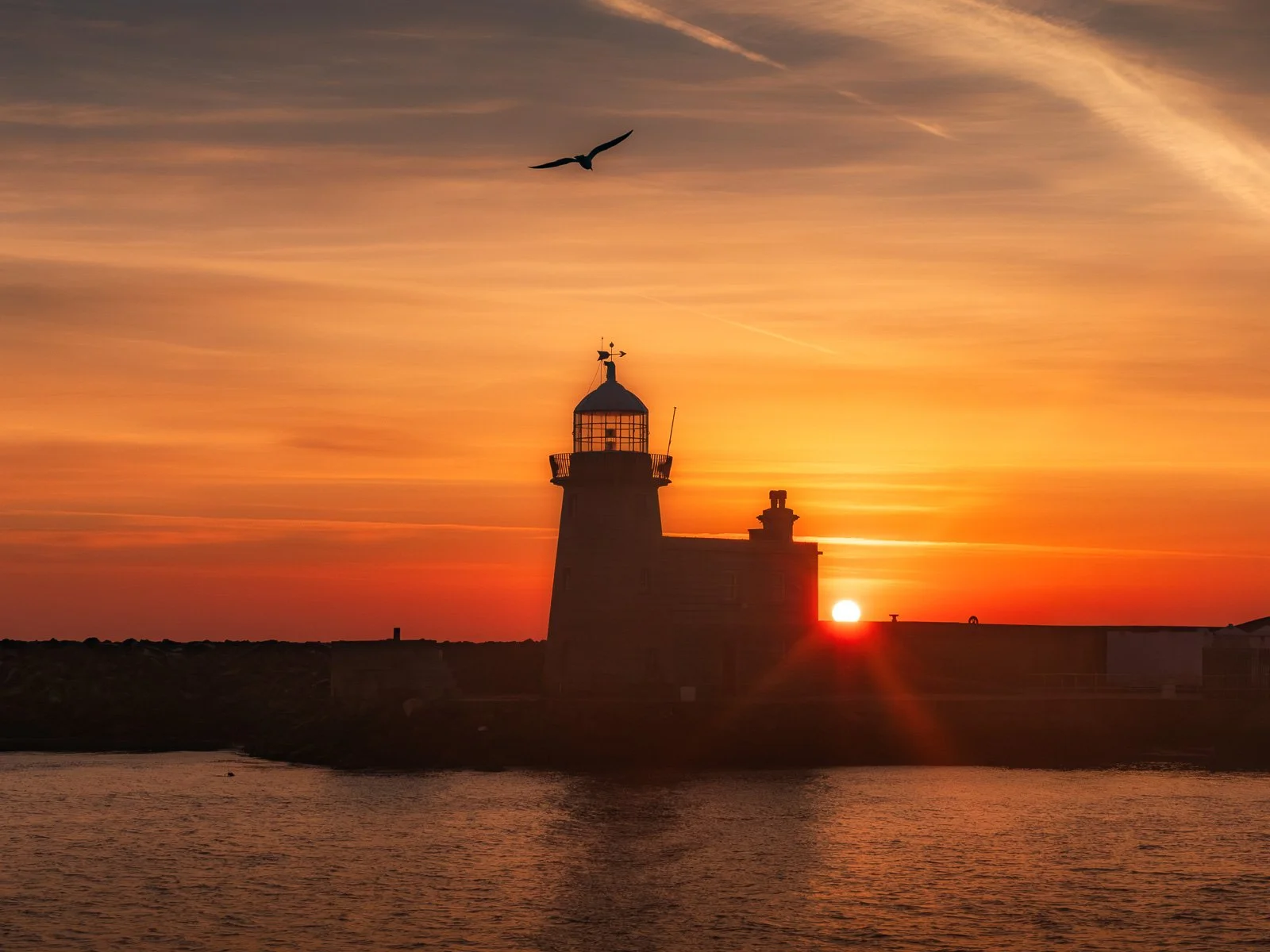 2026-04-23 Howth Lighthouse sunrise bird.jpg