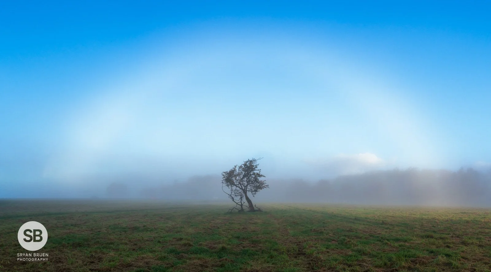 2023-10-25 Phoenix Park lonely tree fogbow 25 October 2023.jpg