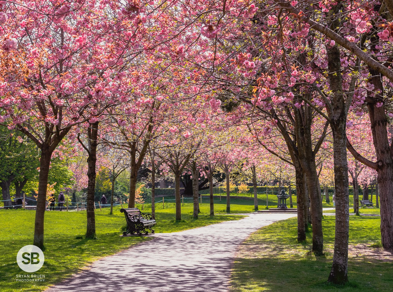 2021-04-14 Herbert Park cherry blossoms 14 April 2021.jpg
