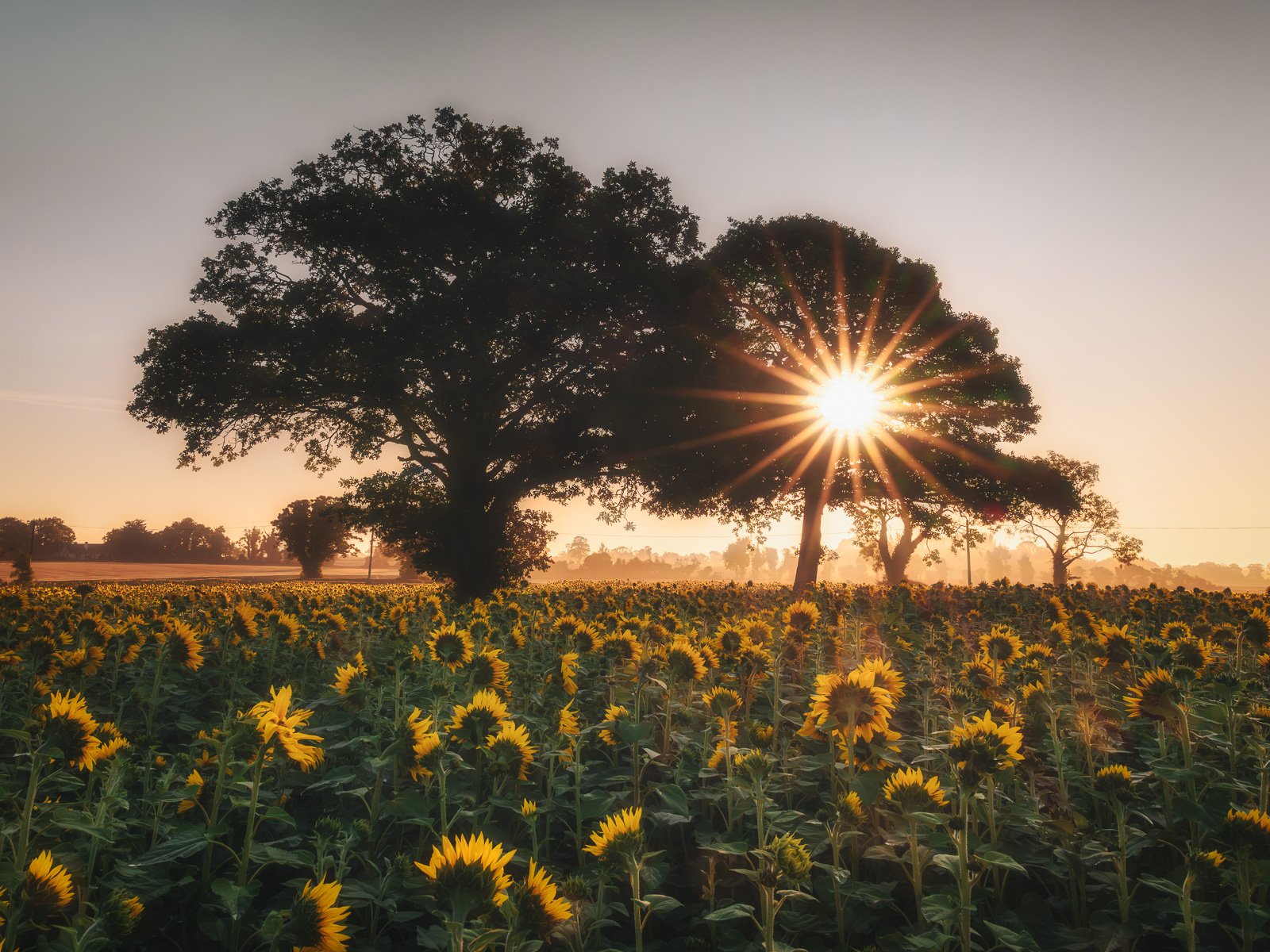 2026-08-24 Ballyboughal sunflower trees sunburst.jpg