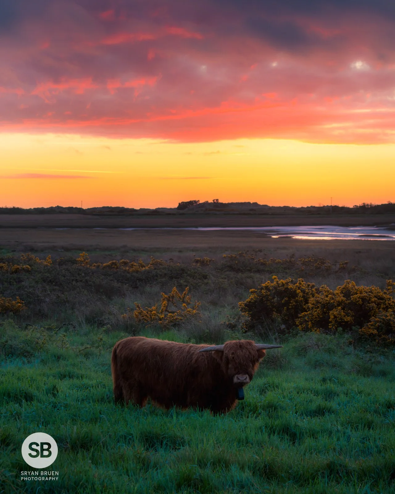 2026-04-28 Portmarnock cow sunrise sky.jpg
