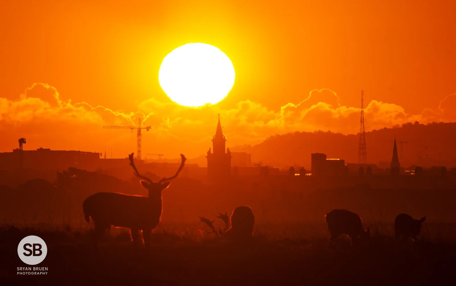 2023-11-11 Phoenix Park deers sunrise mist 11 November 2023.jpg