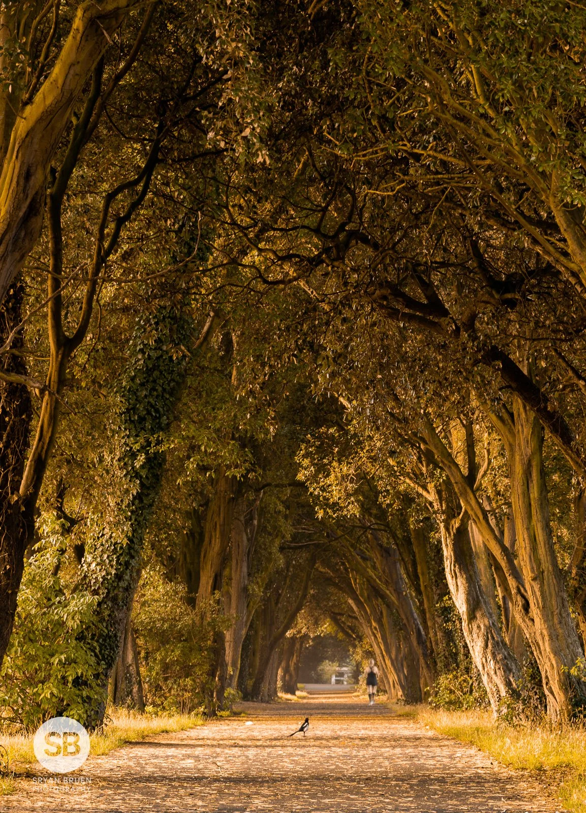 2021-08-27 St. Anne's Park dark hedges sunrise 27 August 2021.jpg