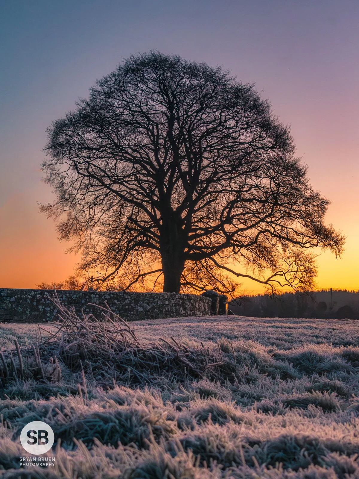2025-01-03 Bective tree frost.jpg
