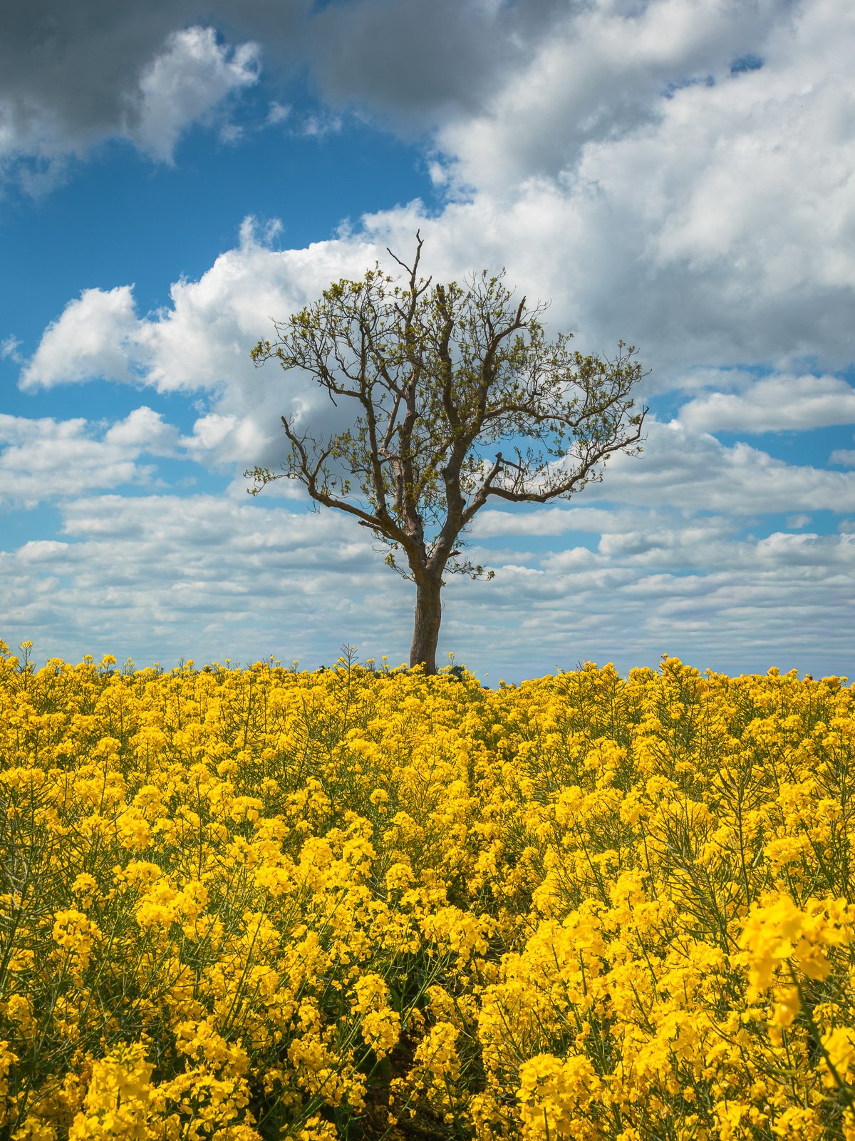 2026-05-06 Rapeseed field tree in Ballyboughal.jpg