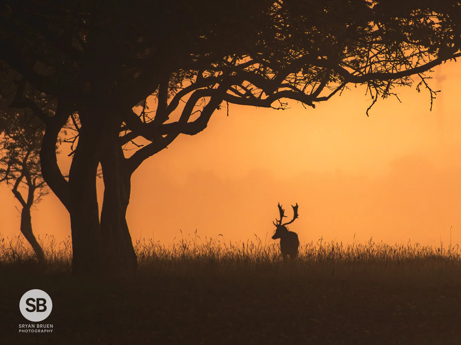 2024-11-11 Phoenix Park deer fog sunrise 3 11 November 2024.jpg