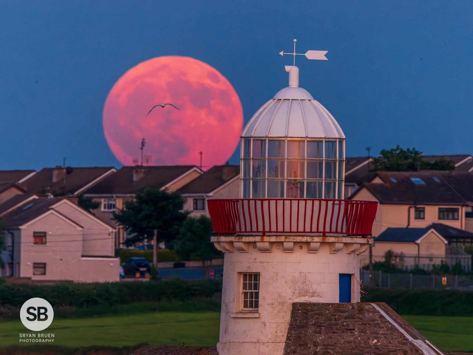 2023-06-03 Balbriggan Lighthouse moonrise bird 3 June 2023.jpg