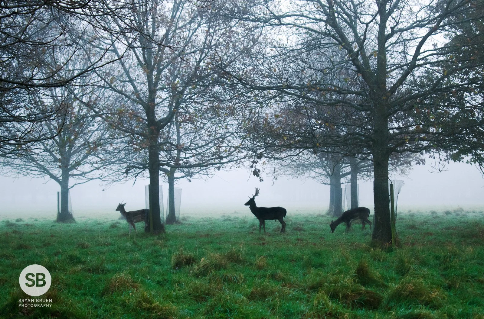 2020-11-26 Phoenix Park deer fog silhouettes 26 November 2020.jpg