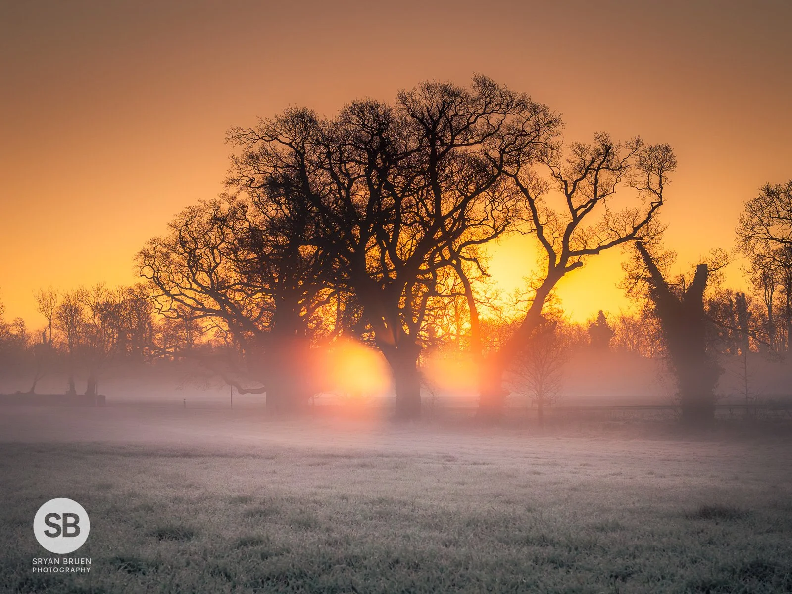 2025-02-28 Malahide trees komorebi sunrise mist 28 February 2025.jpg