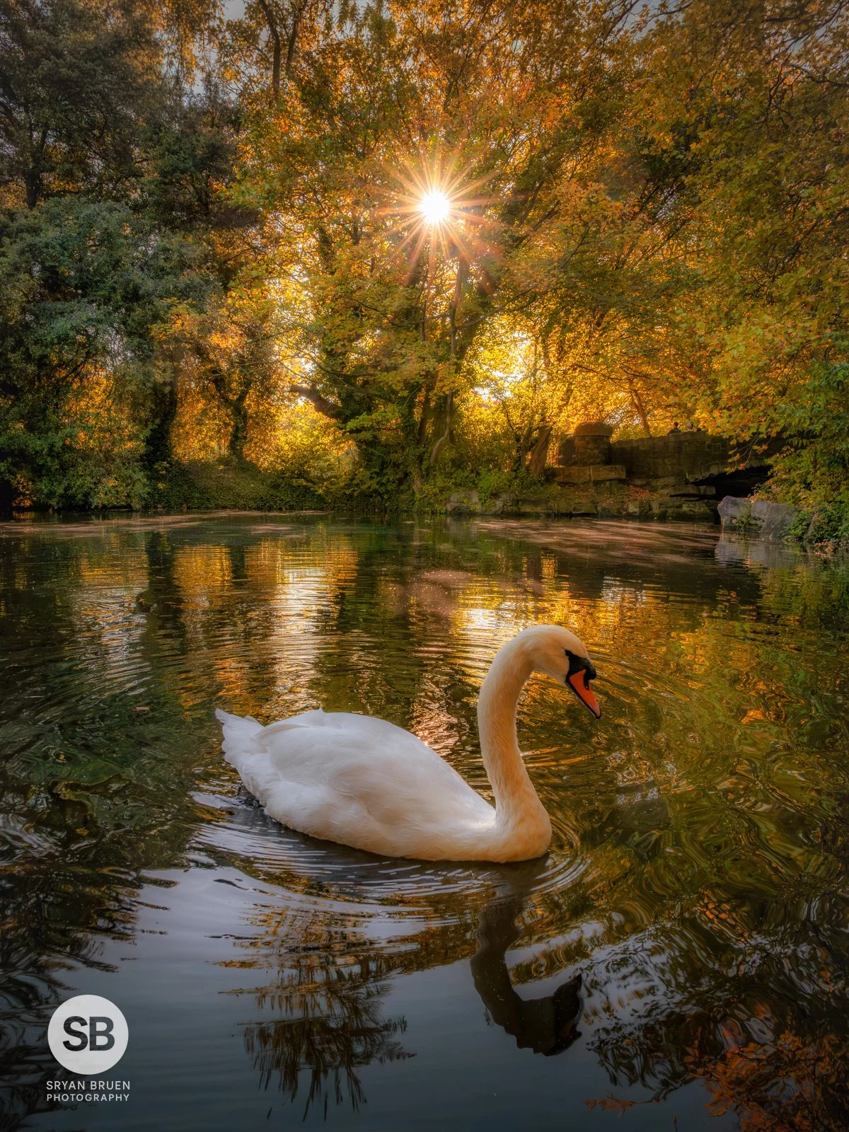 2026-10-12 St Stephen's Green swan autumn colours sunstar.jpg