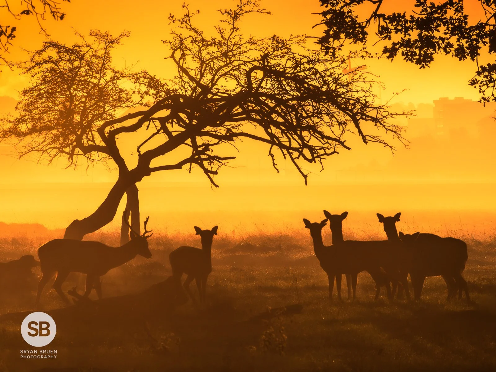 2023-11-11 Phoenix Park golden misty deer sunrise 11 November 2023.jpg