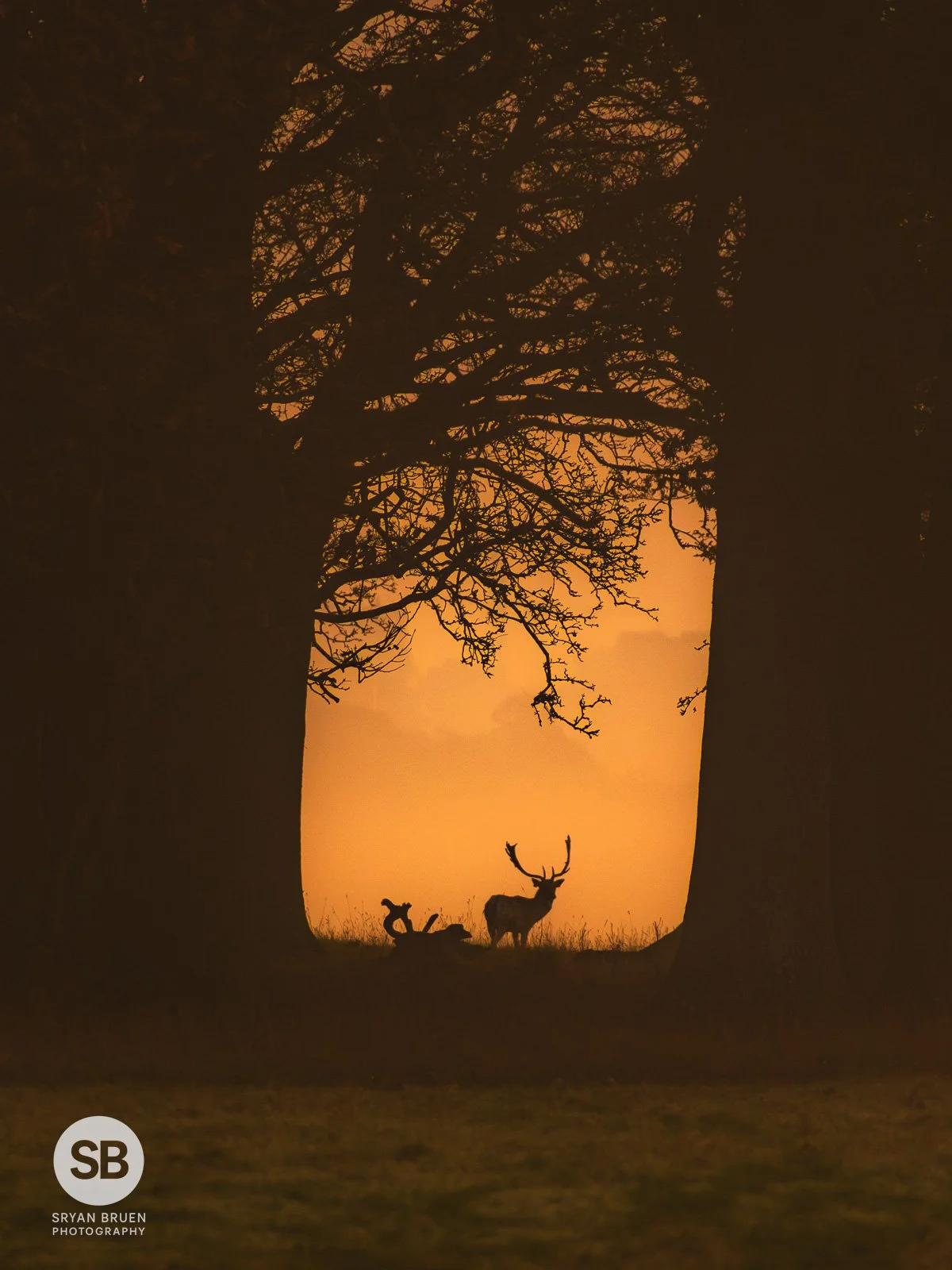 2024-11-11 Phoenix Park deer fog sunrise 4 11 November 2024.jpg