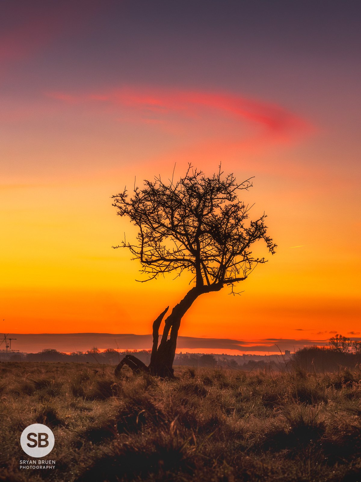 2026-01-10 Phoenix Park tree sunrise colour.jpg