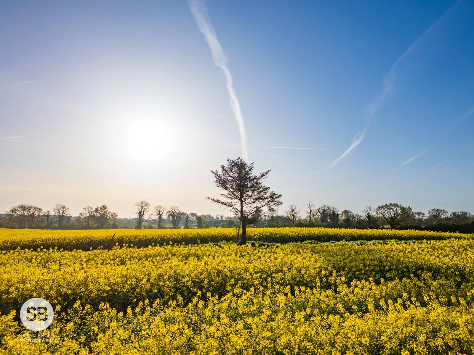2024-04-20 Swords rapeseed field tree 20 April 2024.jpg
