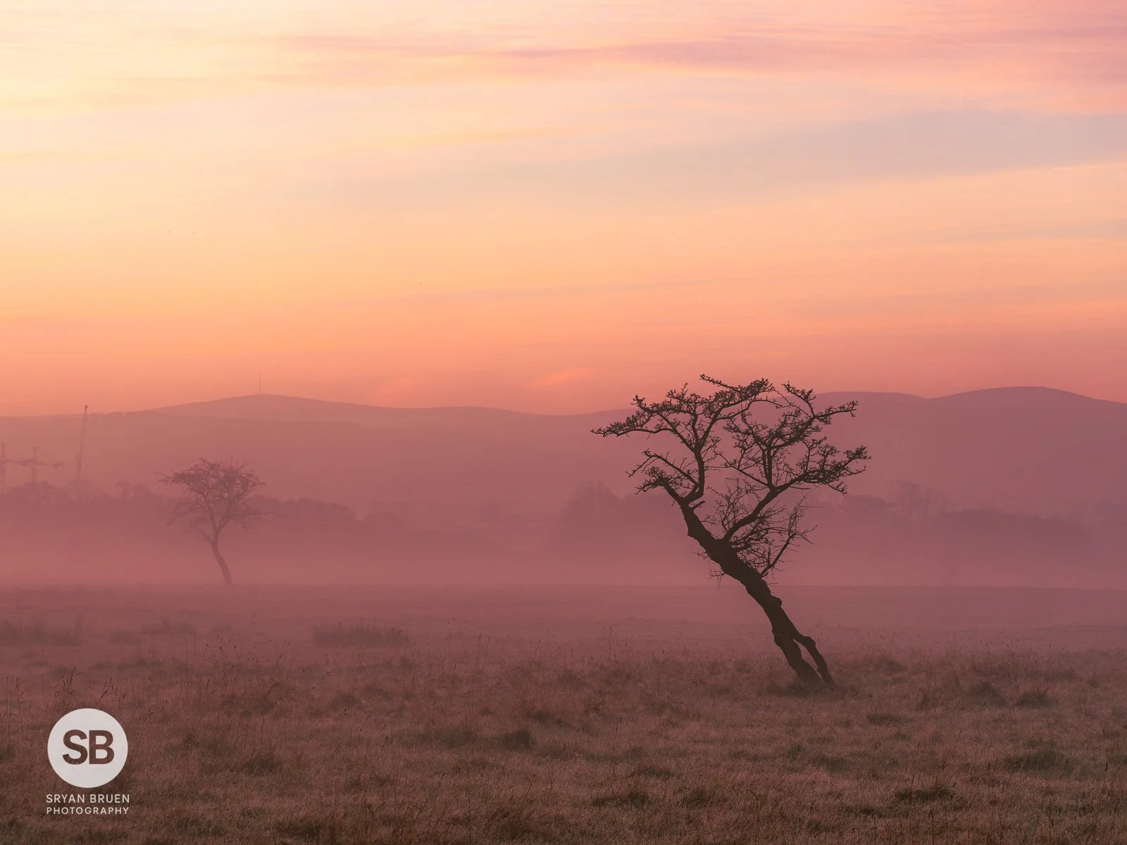 2024-11-11 Phoenix Park misty dawn colours tree 11 November 2024.jpg