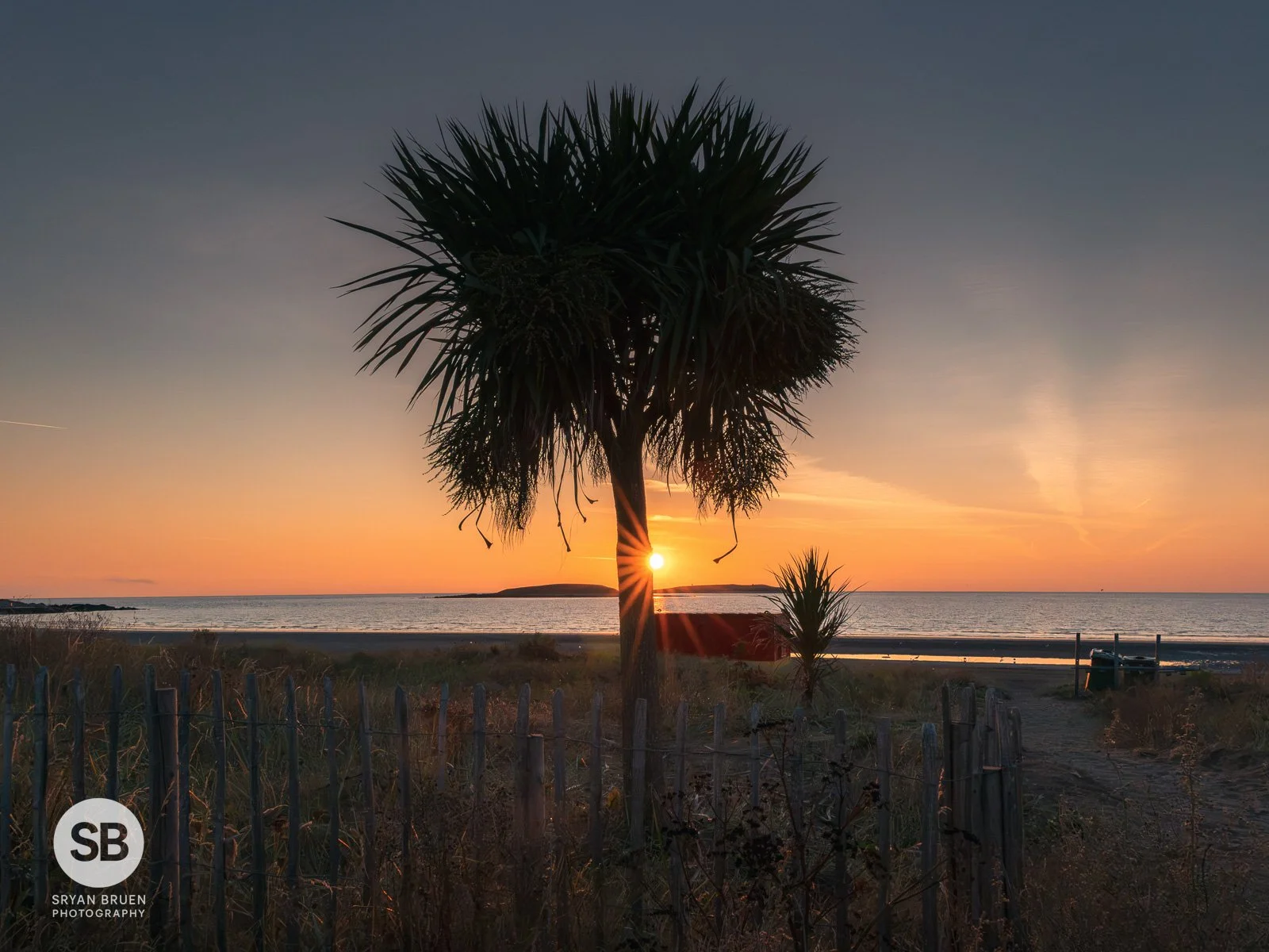 2026-08-24 Skerries cordyline sunrise.jpg
