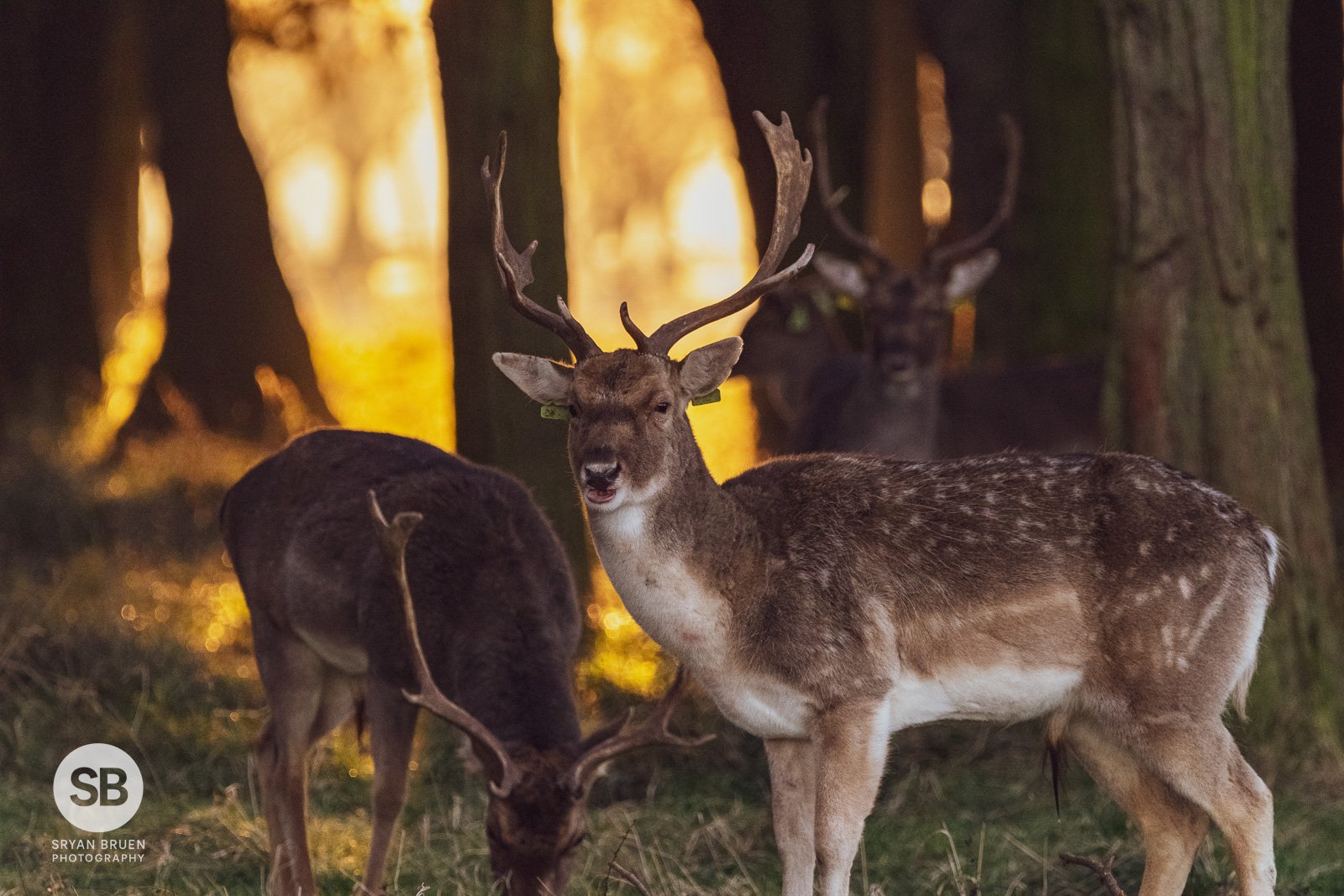 2021-01-09 Phoenix Park golden hour deer 9 January 2021.jpg