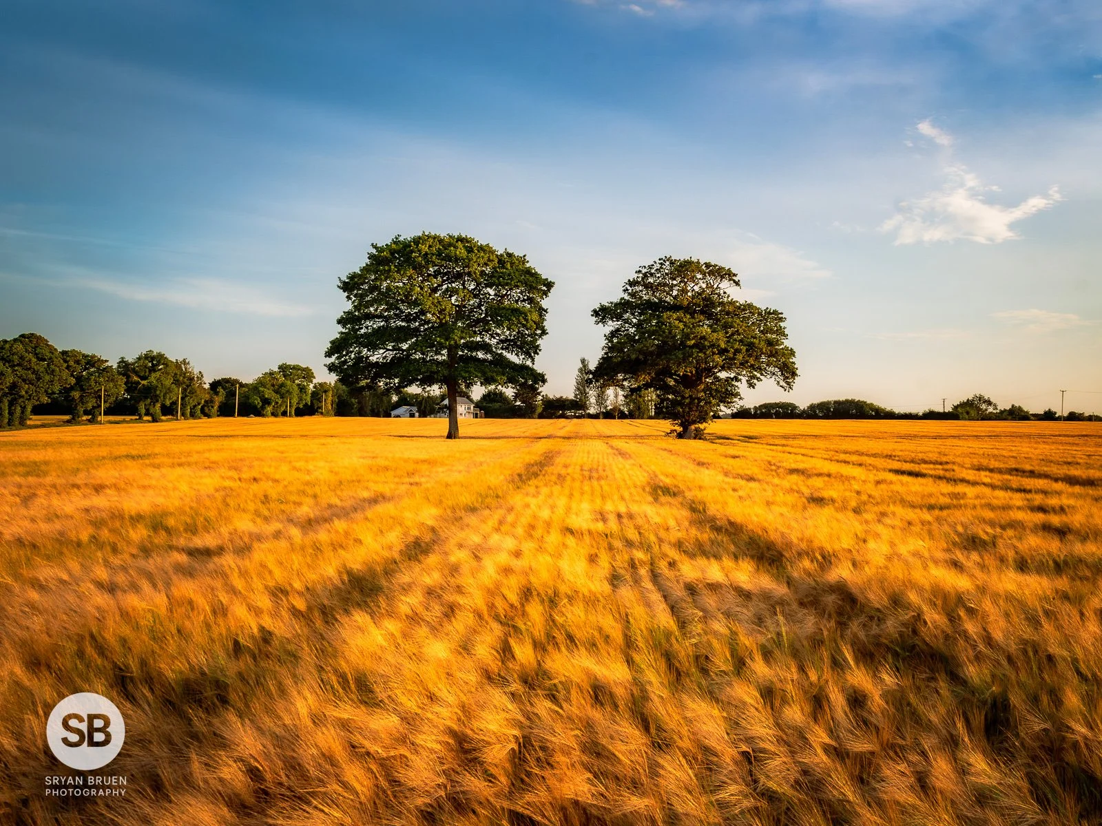 2024-08-10 Balheary two trees barley sunset 10 August 2024.jpg