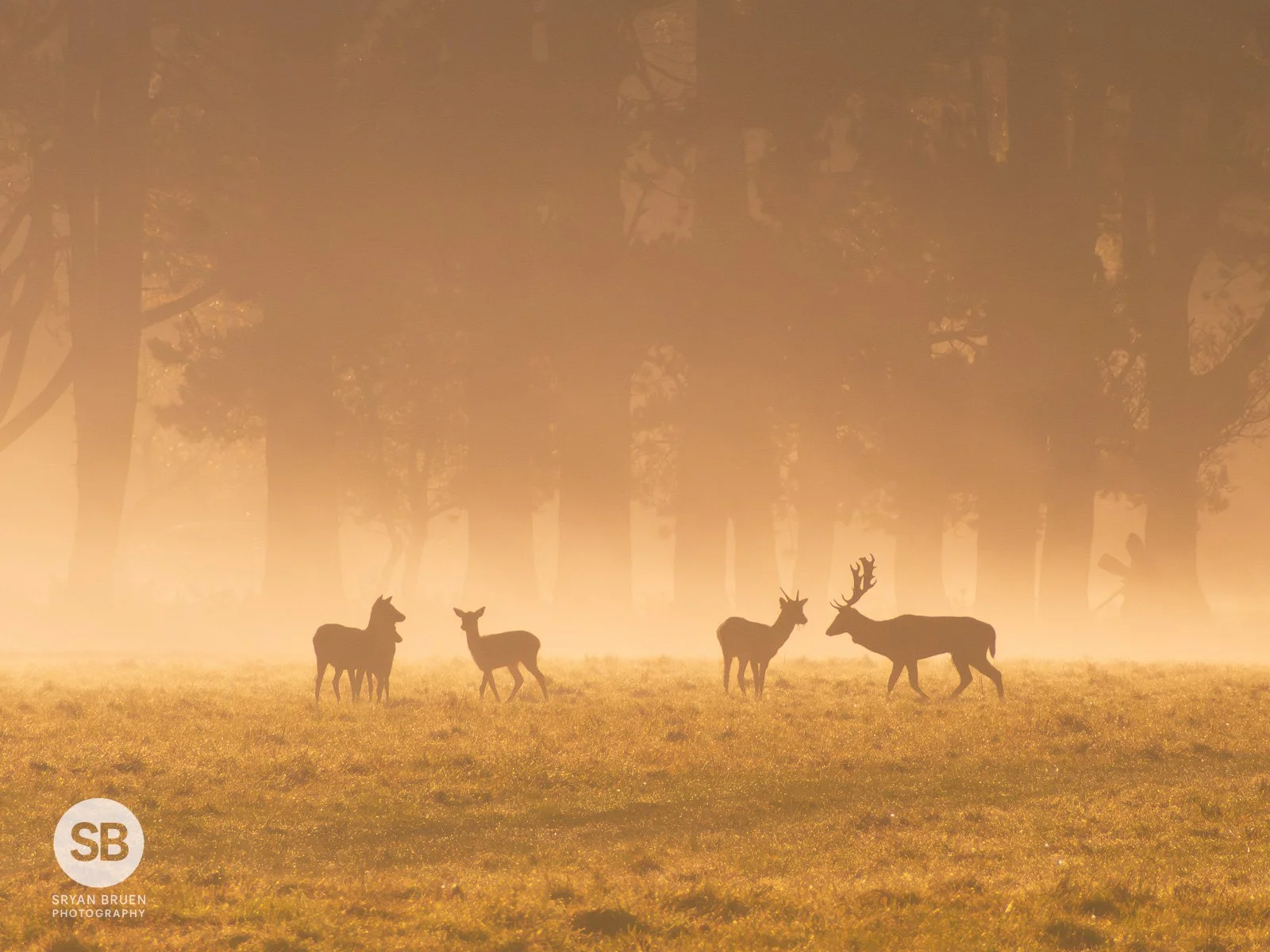 2023-10-30 Phoenix Park deer mist sunrise 5 30 October 2023.jpg