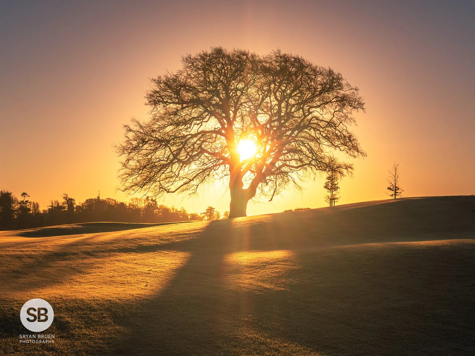 2024-11-26 Frosty Carton House sunrise tree starburst.jpg