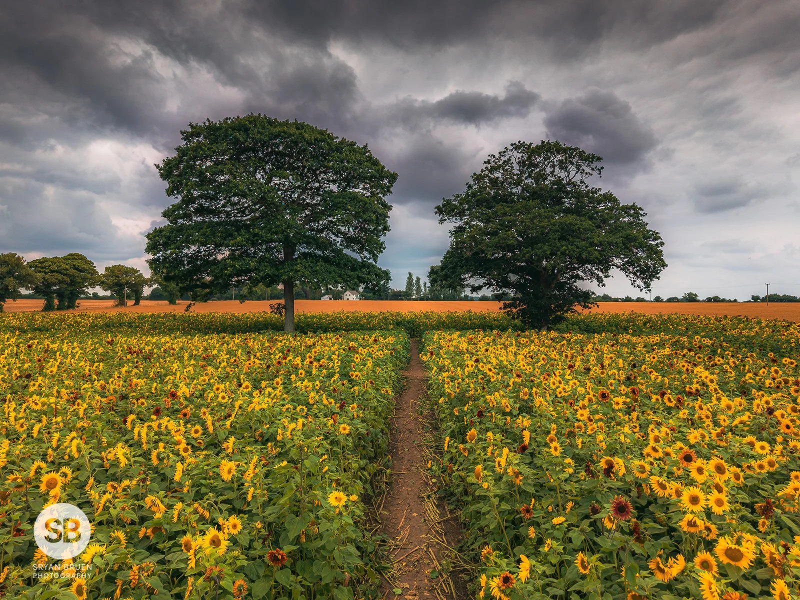 2025-07-23 Ballyboughal sunflower field trees.jpg
