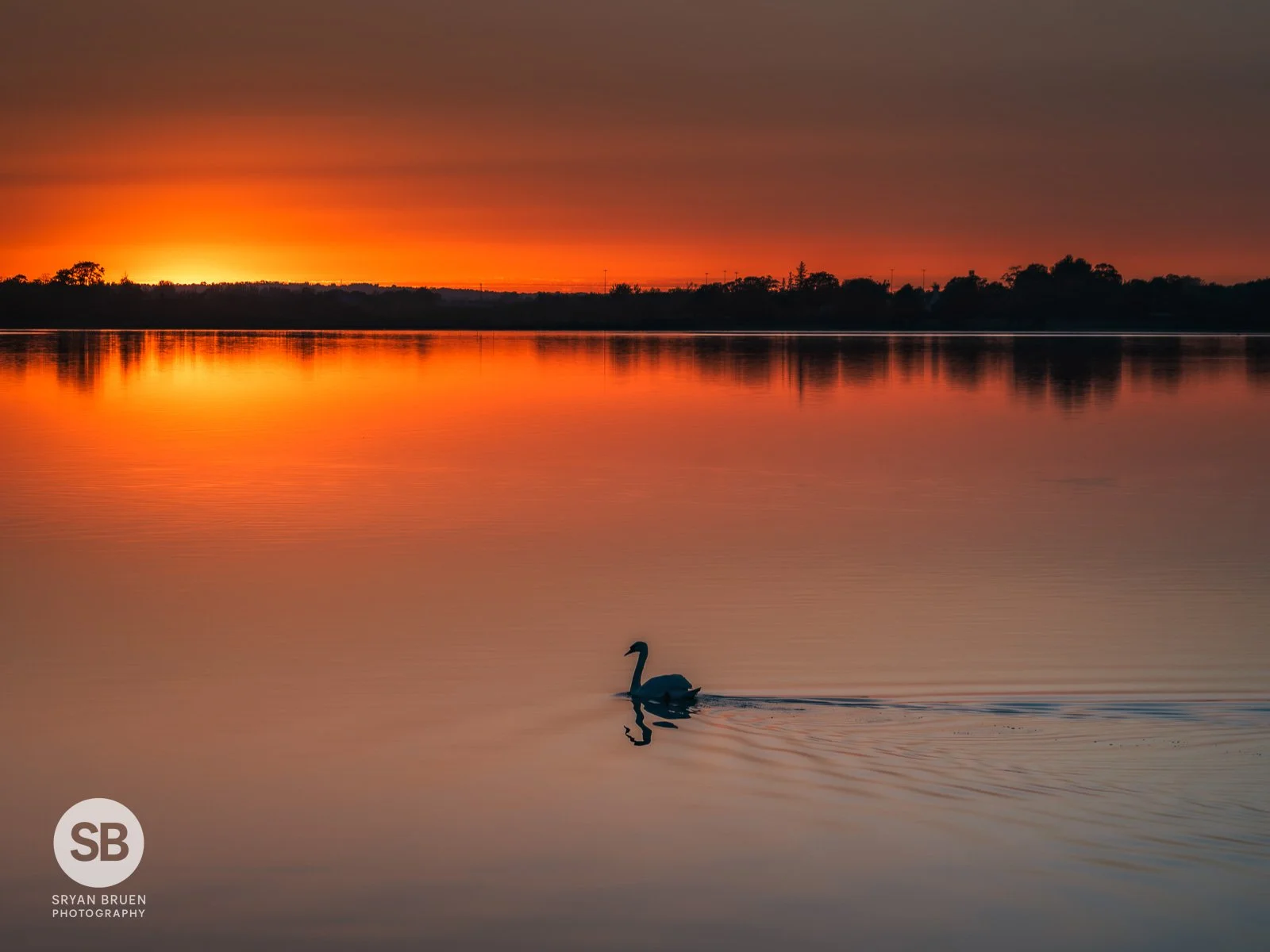 2026-05-24 Malahide sunset swan.jpg
