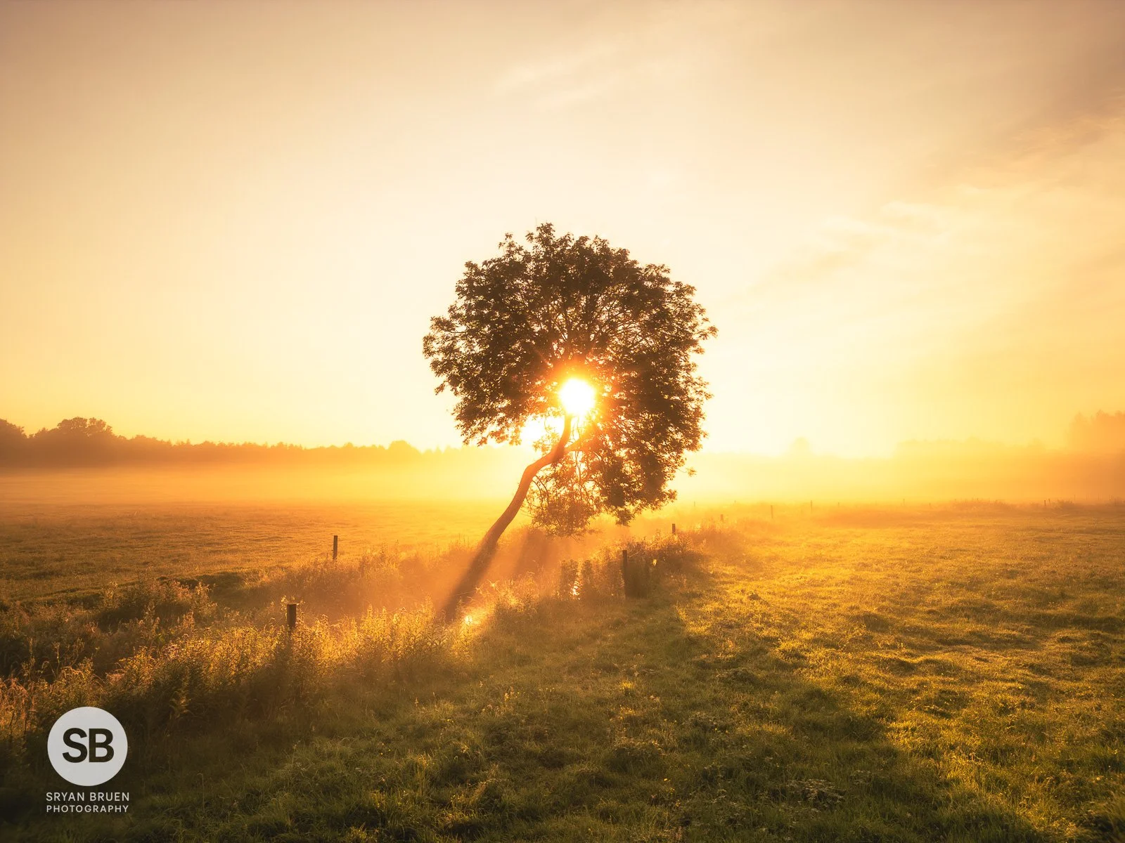 2024-07-15 Ballymagarvey tree sunrise mist 15 July 2024(1).jpg