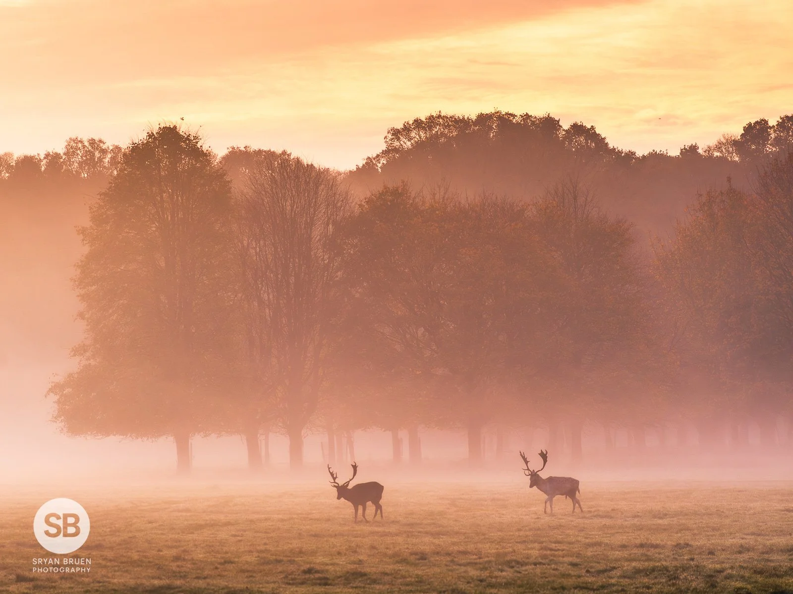 2024-11-11 Phoenix Park misty deer sunrise 11 November 2024.jpg