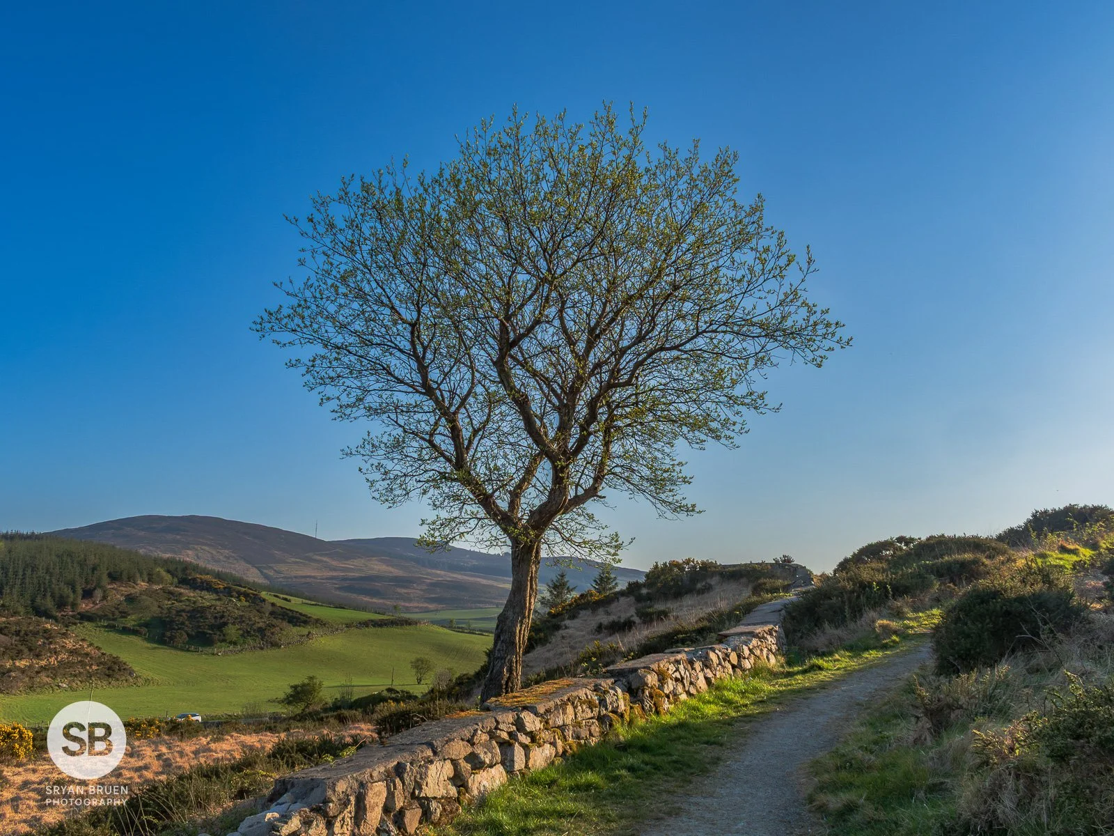 2025-04-10 Flagstaff Viewpoint tree blue sky 10 April 2025.jpg