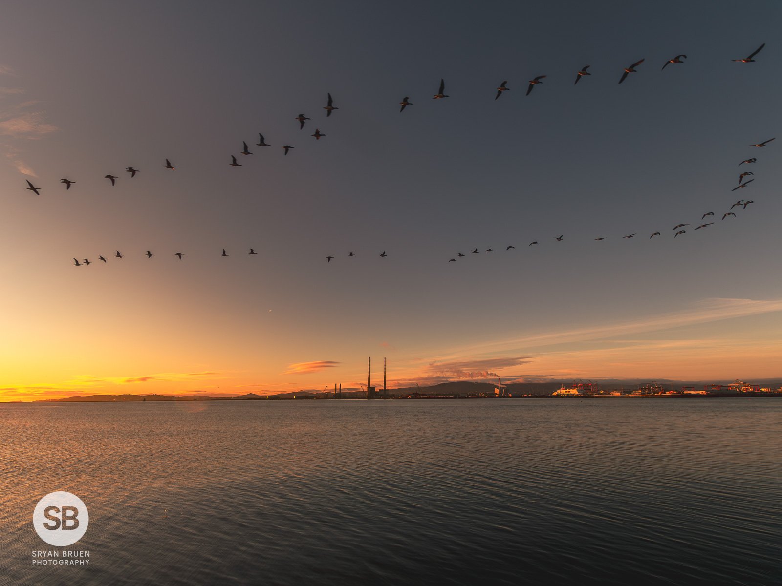 2025-11-30 Poolbeg Clontarf brent geese murmuration sunrise.jpg
