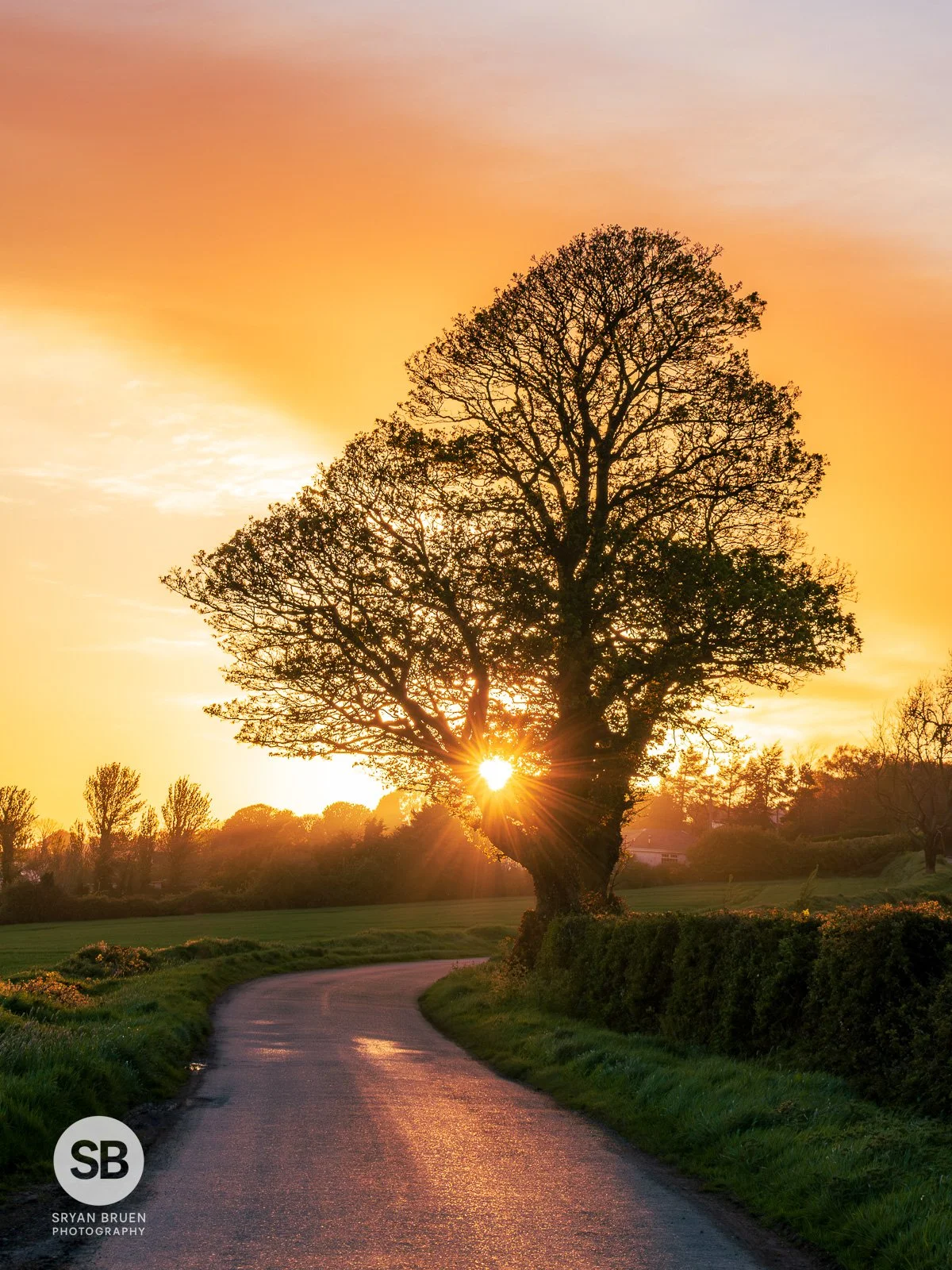 2024-04-30 Bellewstown sunset tree 30 April 2024.jpg