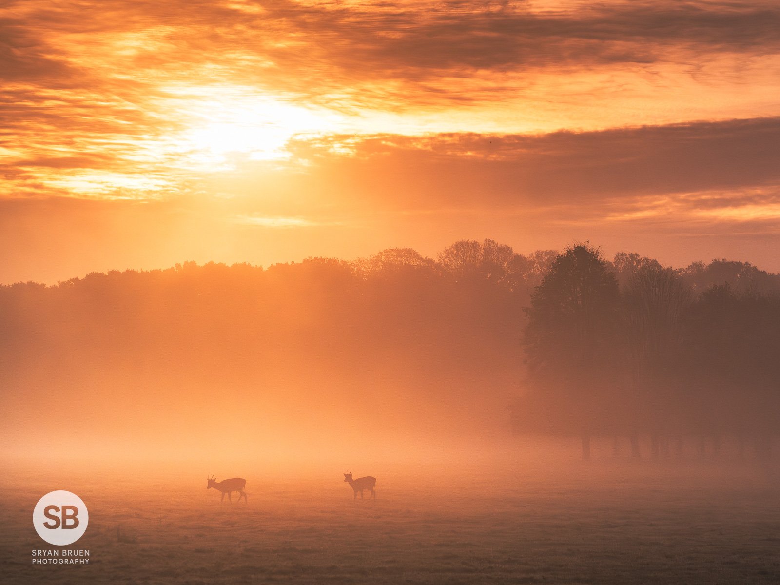 2024-11-11 Phoenix Park deer misty sunrise 11 November 2024.jpg