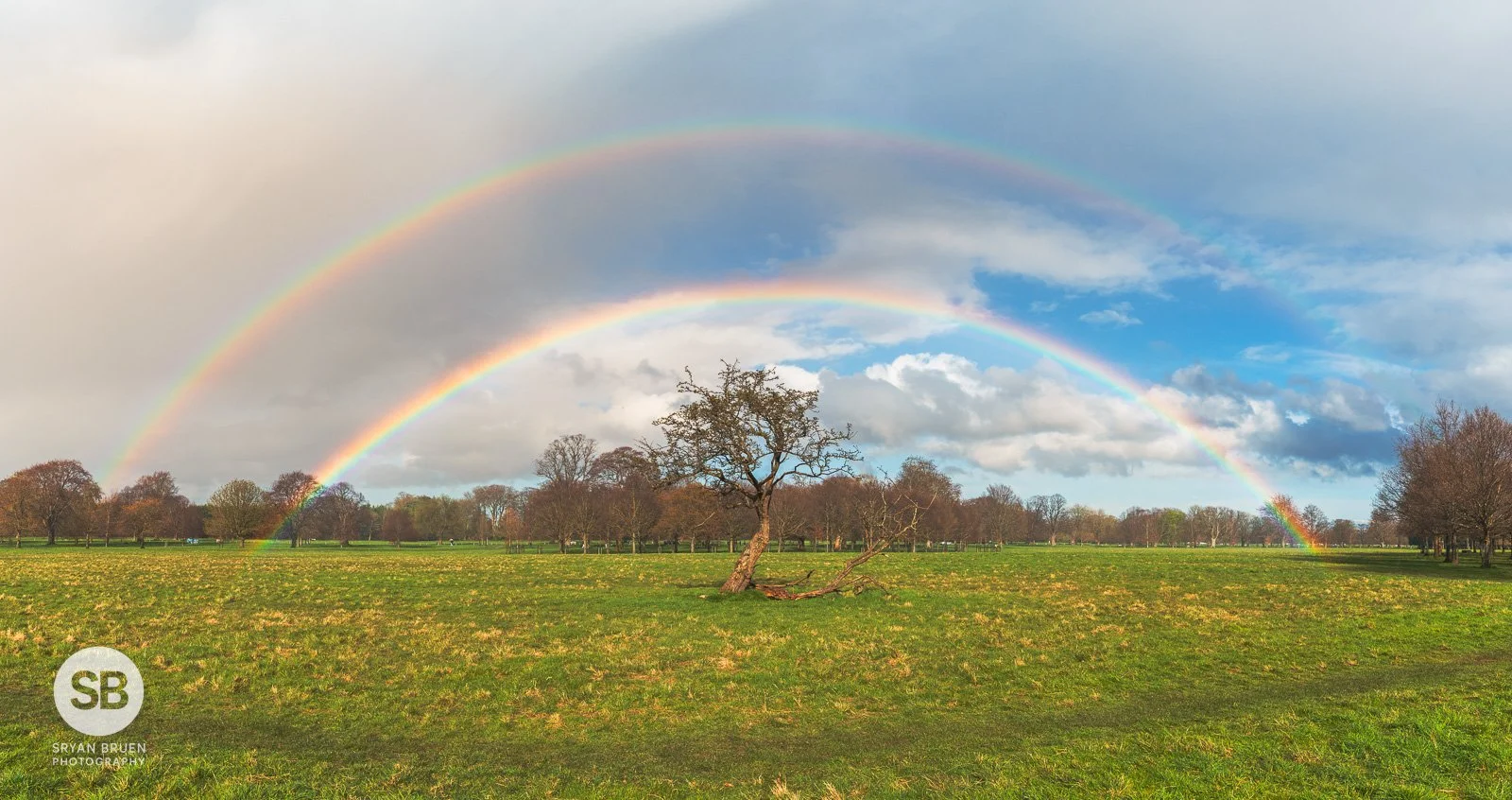 2024-03-30 Phoenix Park lonely tree rainbow 30 March 2024.jpg