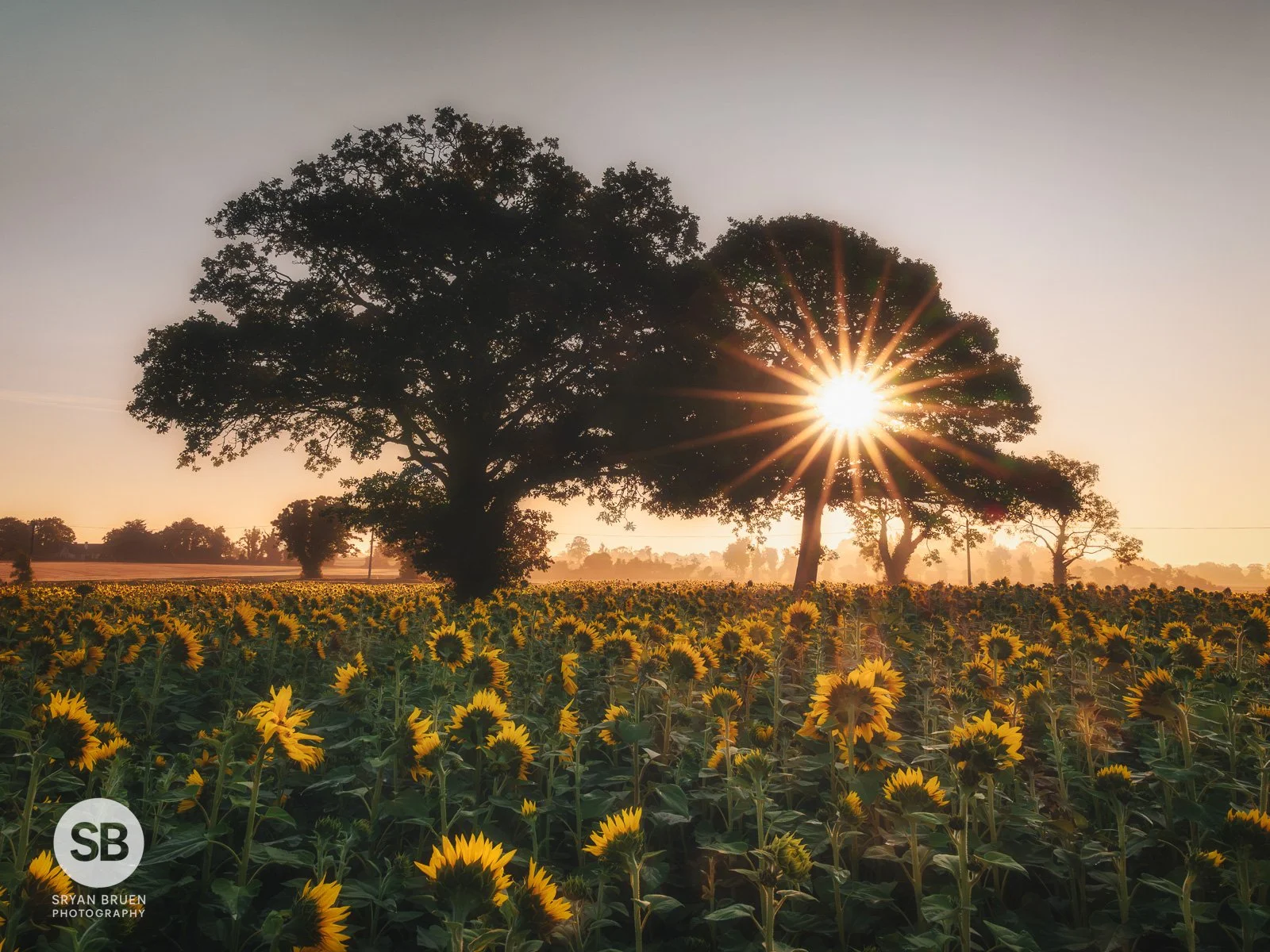 2026-08-24 Ballyboughal sunflower trees sunburst.jpg
