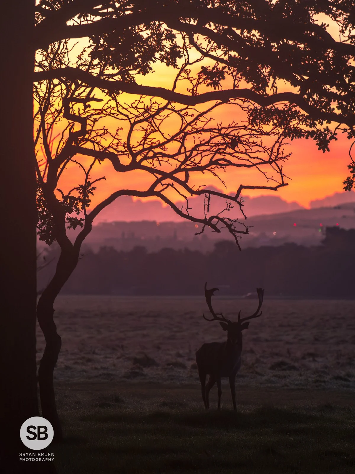 2023-11-11 Phoenix Park deer red sunrise sky silhouette 11 November 2023.jpg