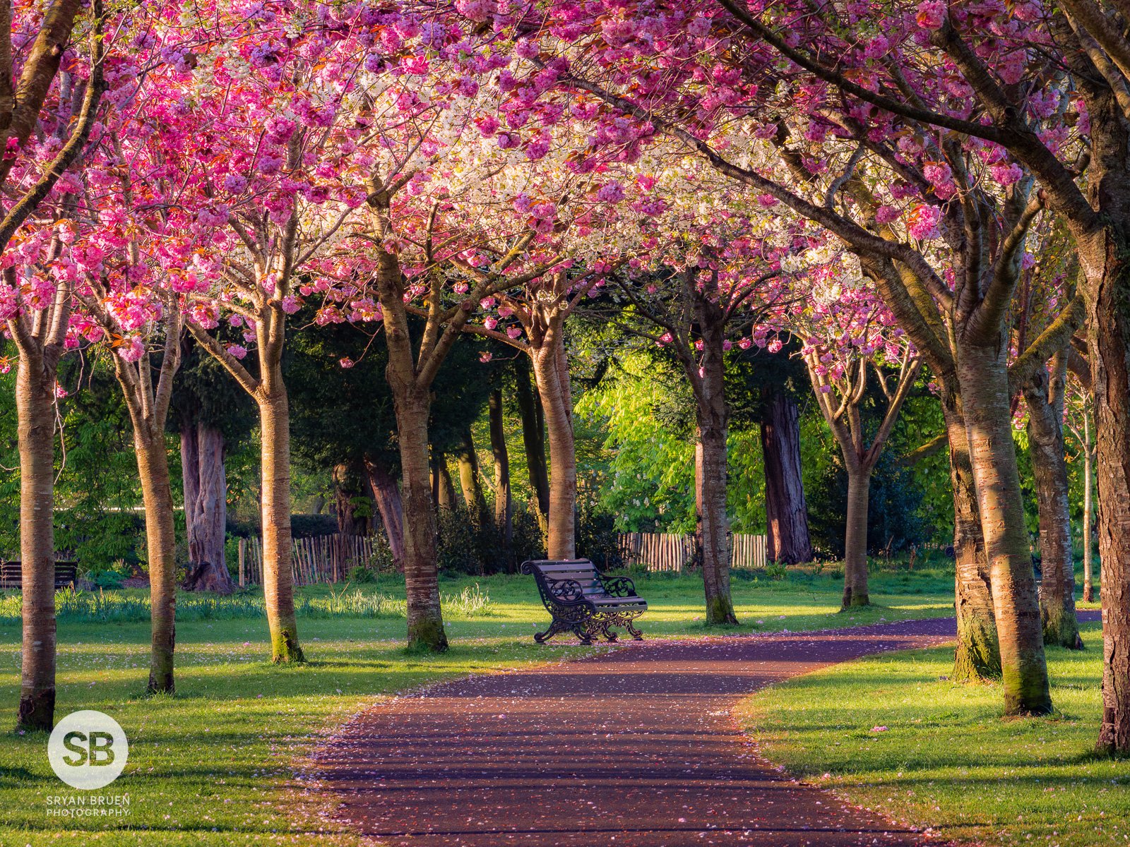 2025-04-17 Herbert Park cherry blossoms bench landscape 17 April 2025.jpg