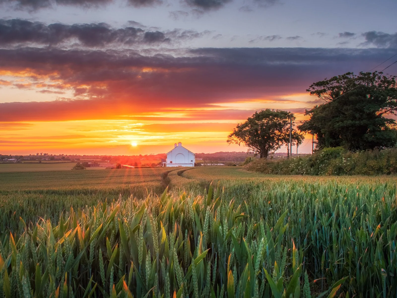 Baldongan Field Sunset