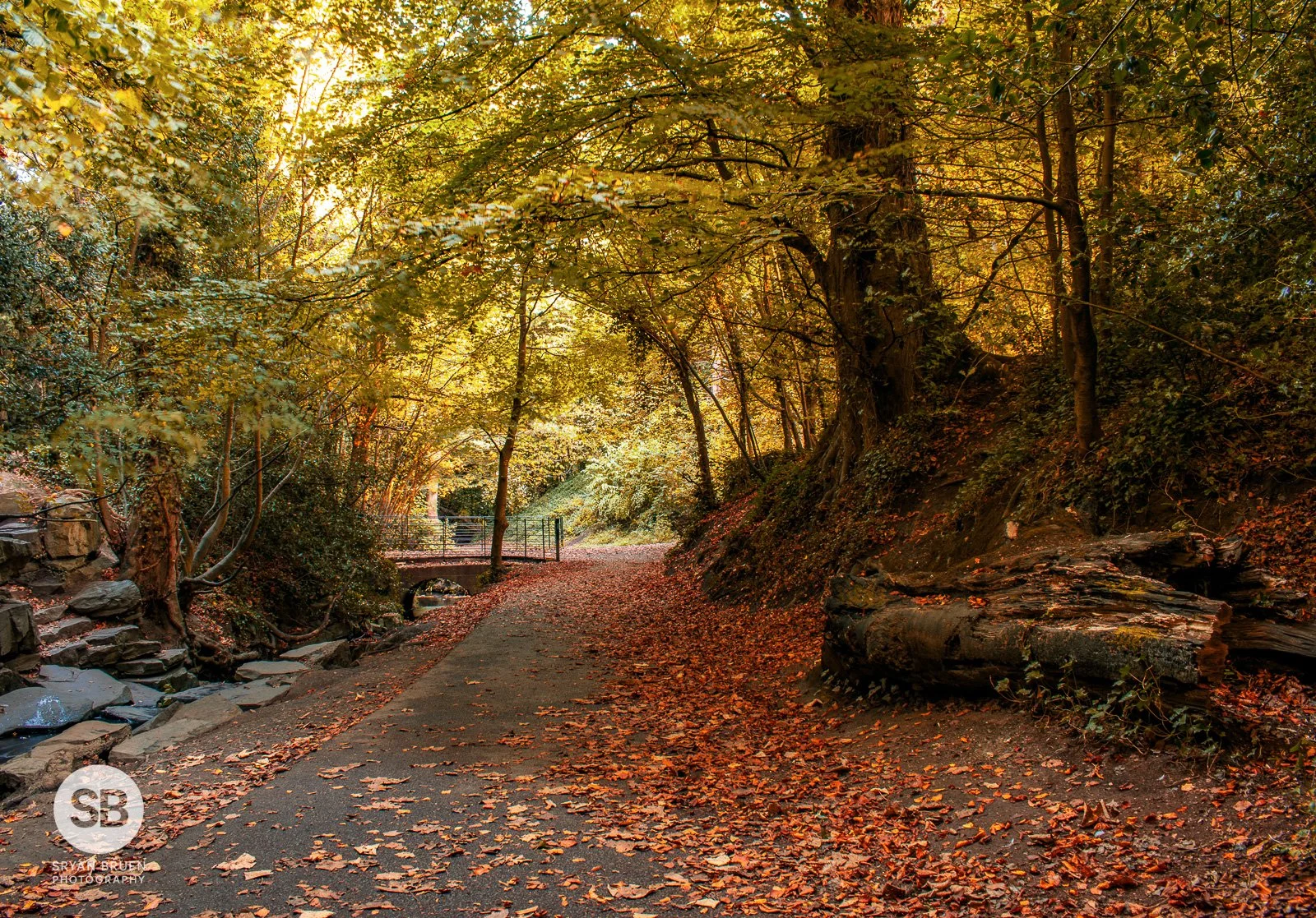 2021-10-25 Autumn colours St Anne's Park 25 October 2021.jpg