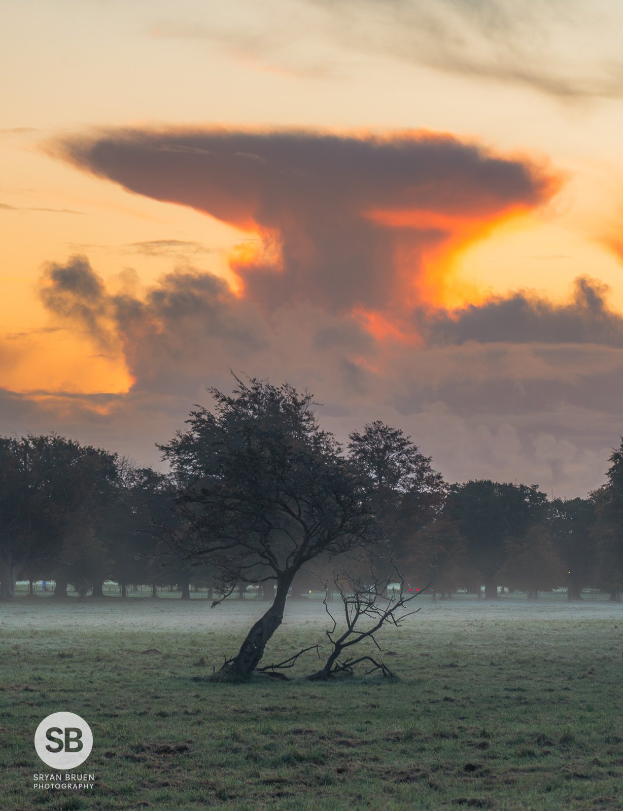 2023-10-27 Phoenix Park tree sunrise cloud 27 October 2023.jpg