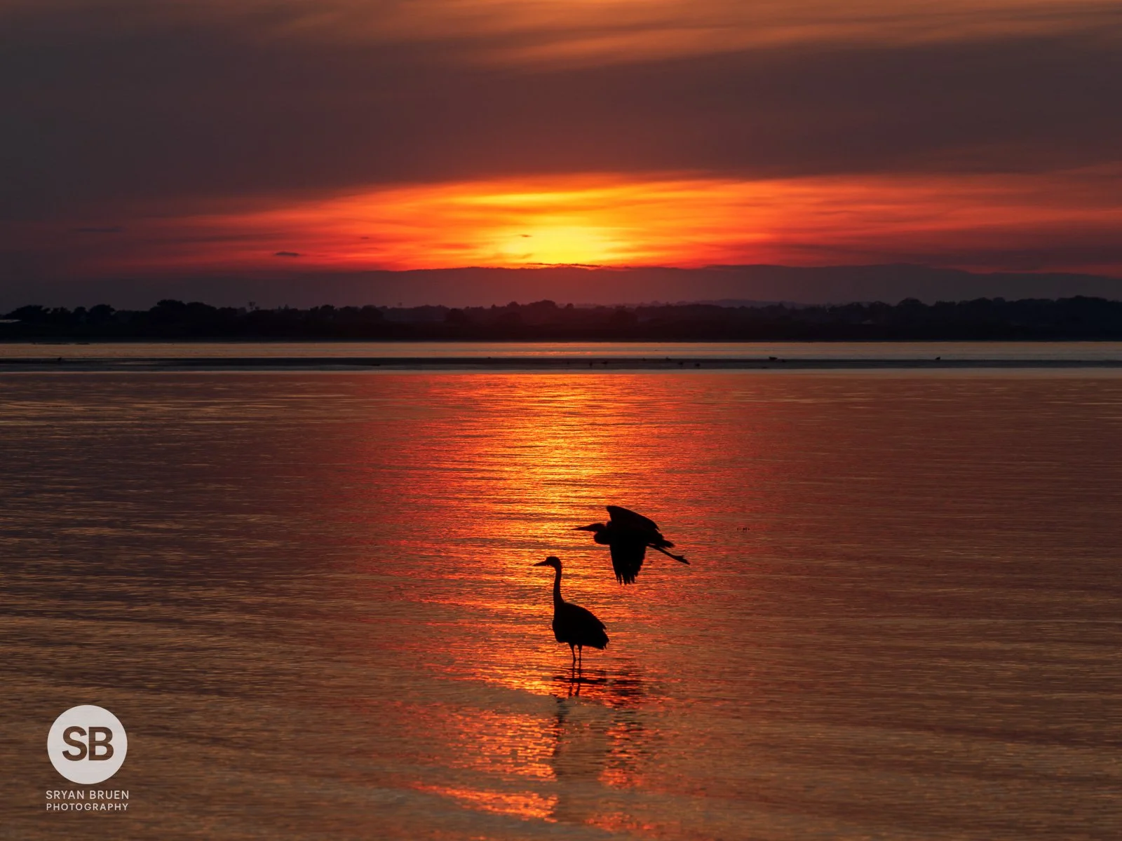 2023-06-11 Howth heron sunset 11 June 2023.jpg