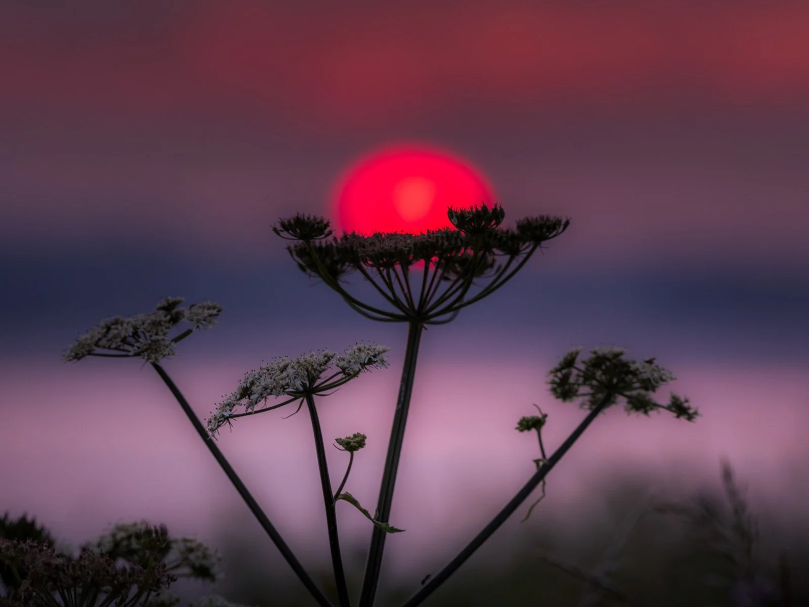 2026-06-22 Sutton flora sunset 3.jpg