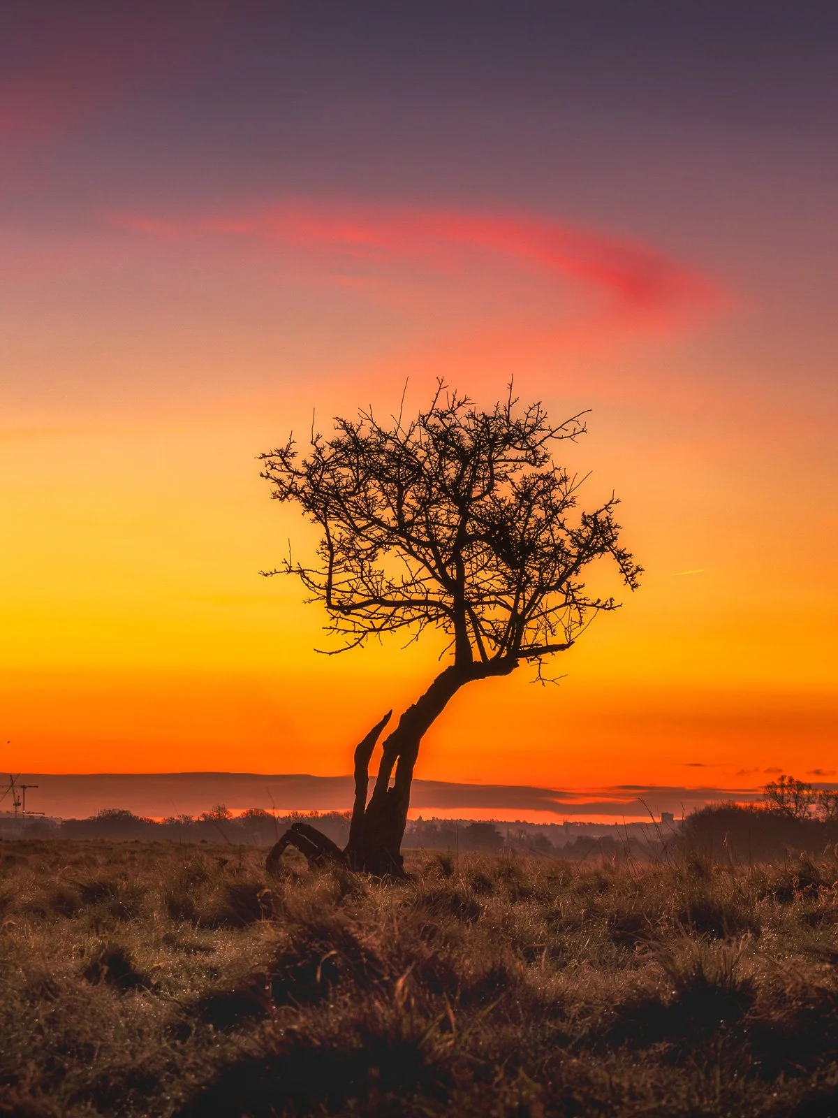 Phoenix Park Dawn Tree