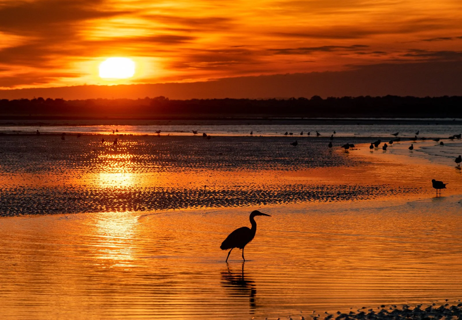 Howth Heron Sunset