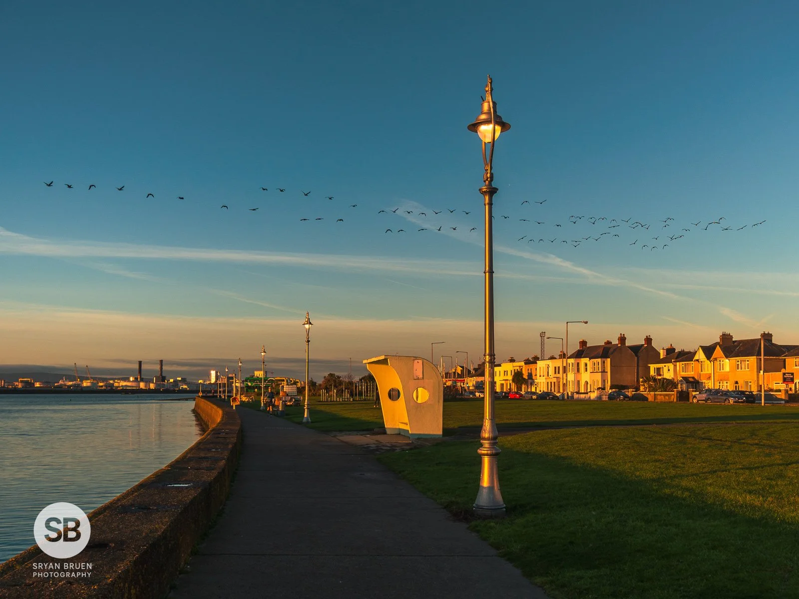 2025-11-30 Clontarf golden brent geese lamp post.jpg